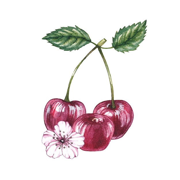 Watercolor Cherry berries