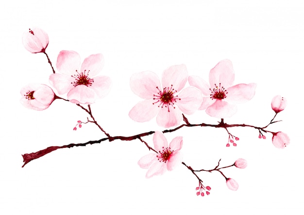 Photo watercolor cherry blossom branches hand painted.