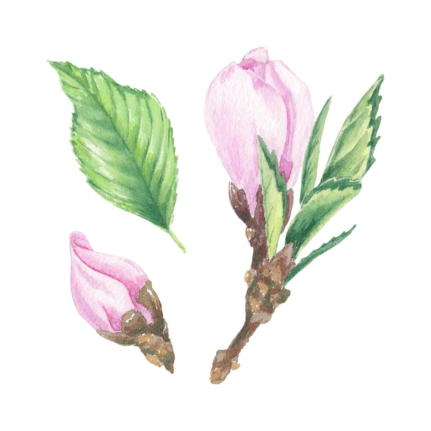 Акварель вишневый цветок клипарт Розовый вишневый цвет Ботанические иллюстрации для логотипа этикетки