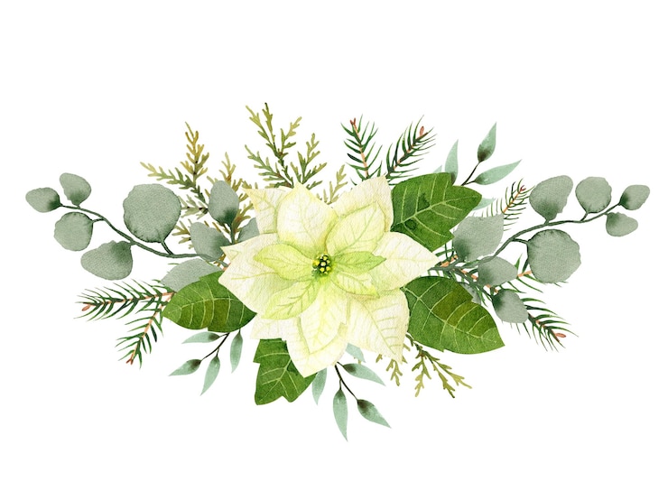 Watercolor christmas flowers arrangement White poinsettia branches of spruce and winter greenery