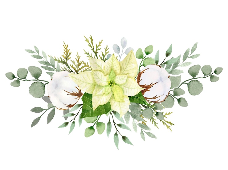 Watercolor christmas flowers arrangement White poinsettia branches of spruce and winter greenery