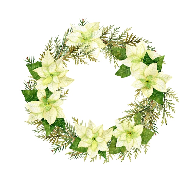 Watercolor christmas flowers wreath White poinsettia branches of spruce and winter greenery