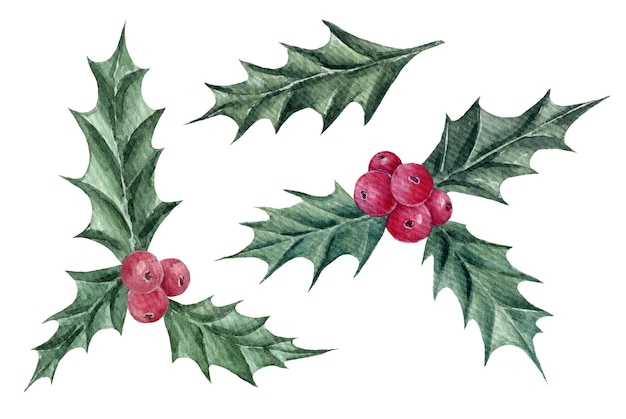 Photo watercolor christmas holly berry new year symbol decorative element hand drawn