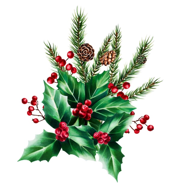 Watercolor christmas holly berry spruce and pine branch cedar fir and larch cone New year botanical