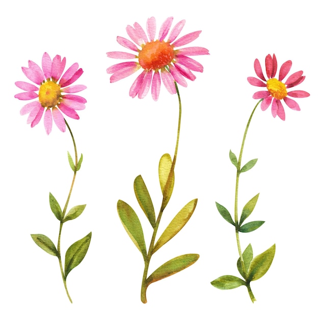 수채화 국화 꽃 흰색 배경에 잎이 있는 세 개의 분홍색 국화 꽃