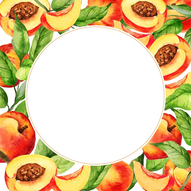 watercolor circle white frame with illustration of summer fruit peach or apricot nectarine on a branches with green leaves sketch of sweet food with slices of fruits white background