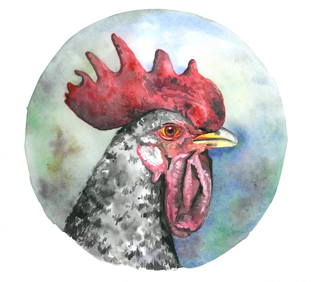 Watercolor cock