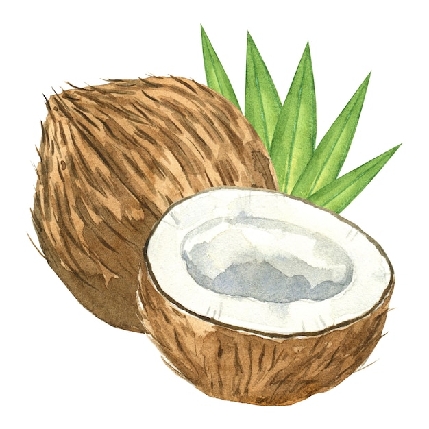 Watercolor coconut and palm leaves isolated on white