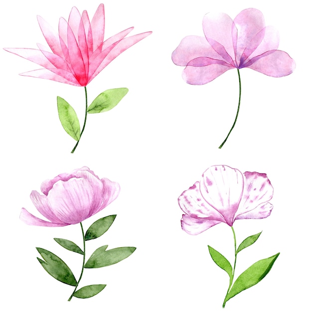 Watercolor collection of pink and purple flowers isolated on white background