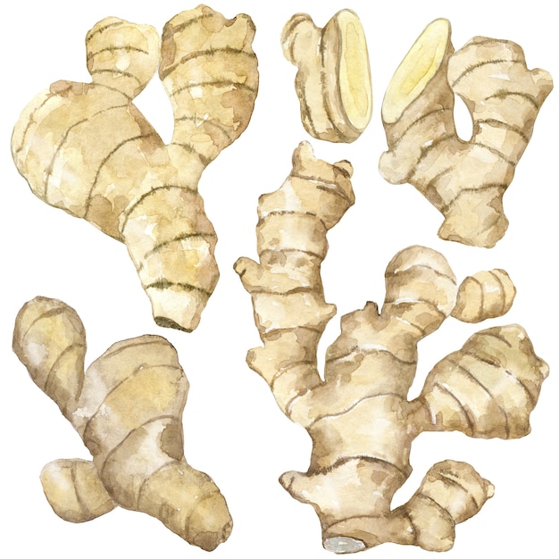 Watercolor collection of raw ginger or turmeric