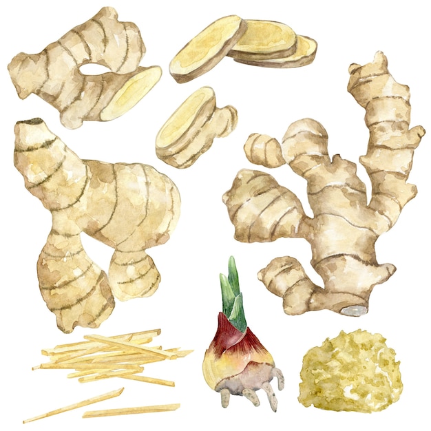 Watercolor collection of raw ginger