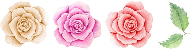 Watercolor colorful roses Hand drawn floral illustration