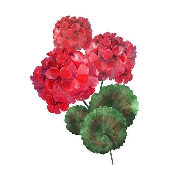 Composizione dell'acquerello con gerani in fiore, foglie e fiori
