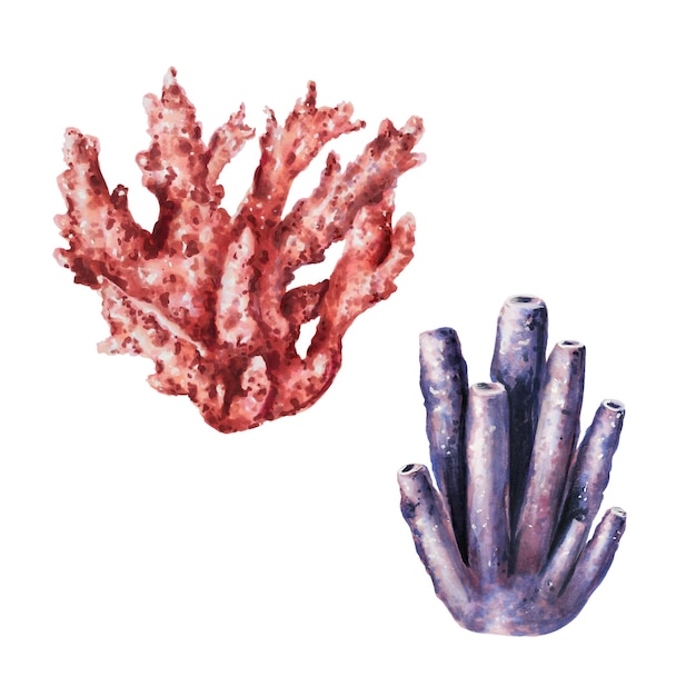 Watercolor composition with corals Hand painting clipart underwater life objects on a white isolated