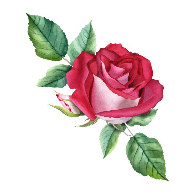 Photo a watercolor composition with red rose bloom bud and leaves hand drawn illustration isolated on white background for cards invitation clip art