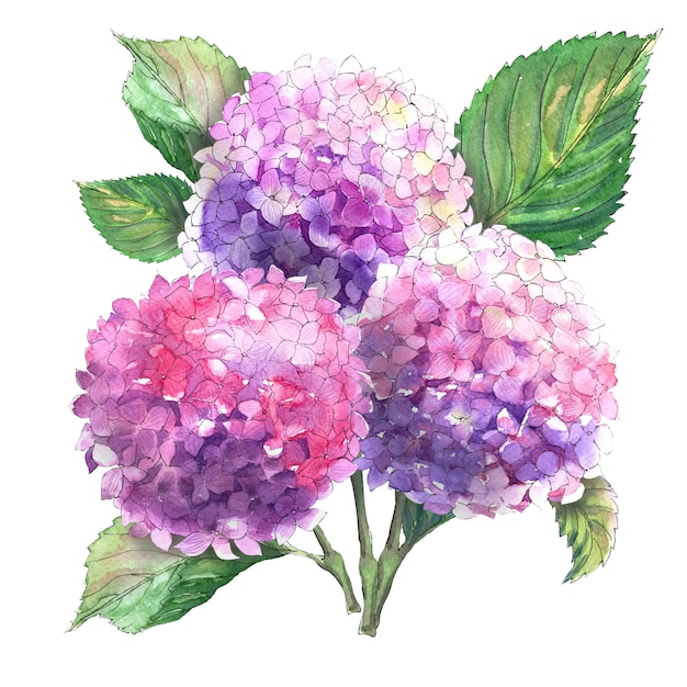 Watercolor compositions with blooming hydrangea flowers. Bright inflorescences