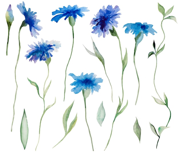 Watercolor cornflowers and leaves summer wedding and greeting illustration