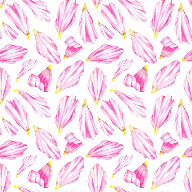 Photo watercolor cosmos flowers petals hand drawn seamless pattern