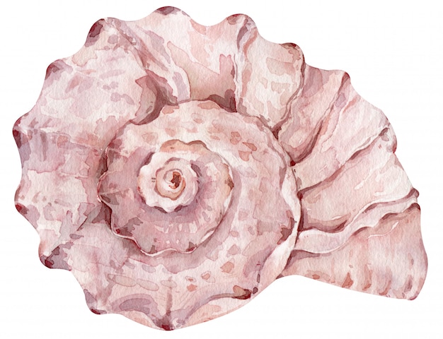 Watercolor creamy pink seashell isolated on the white wall for your menu or design. hand-drawn illustration.