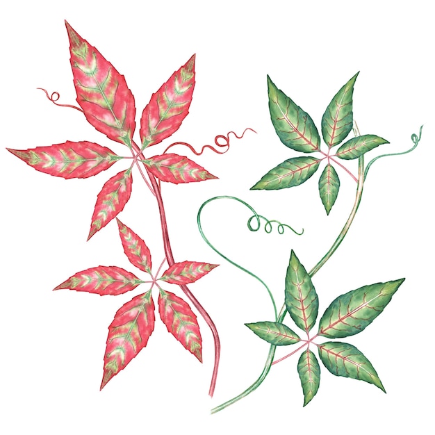 Watercolor creeper ivy
