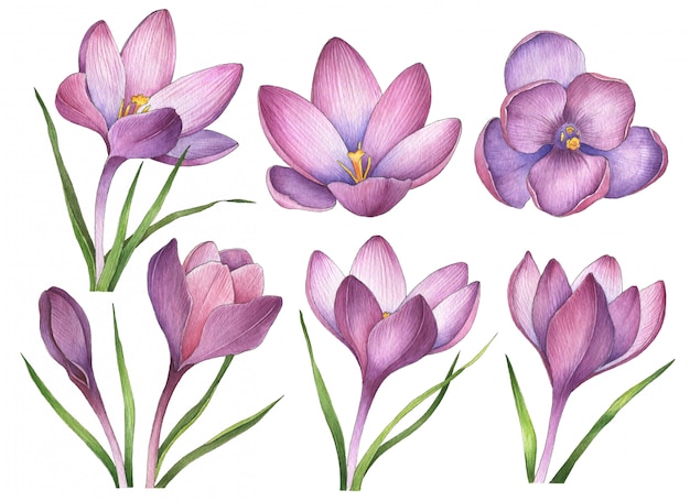 Watercolor crocuses isolated on white