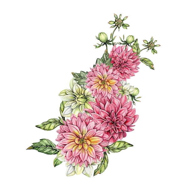 水彩のダリアの花の構成 花の花の庭の手描きイラスト