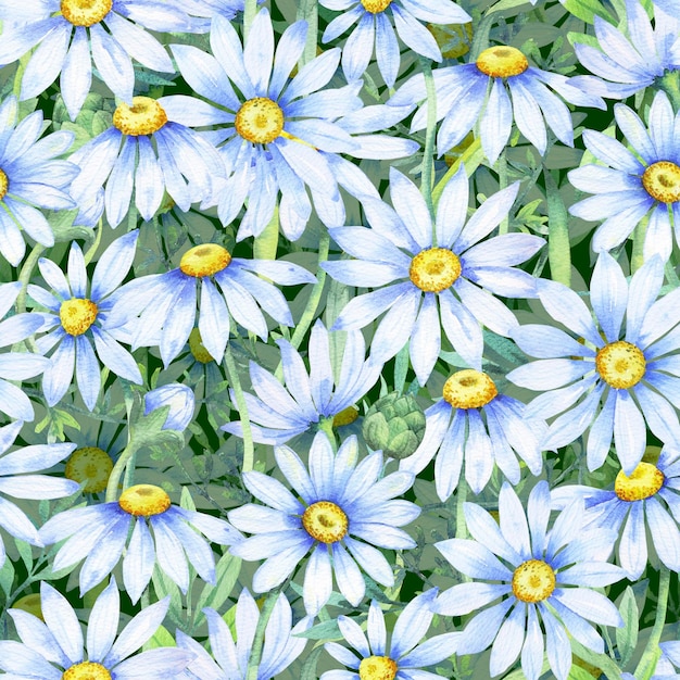 写真 水彩のデイジー 水彩のカモミールの花と花びらでシームレスなパターン デイジーで花のパターン 野生の花 夏のプリント