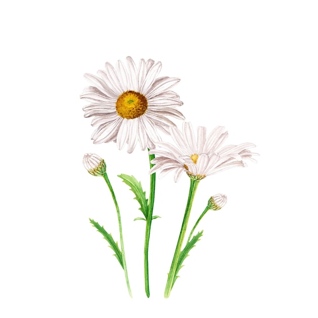 Watercolor daisy flower composition hand drawn illustration isolated on white