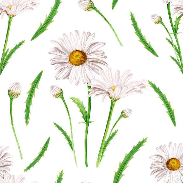 Watercolor daisy flower composition hand drawn illustration isolated on white