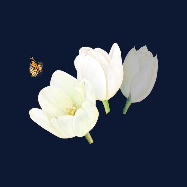 Watercolor drawind of white tulips and a butterfly on black background for logo postcatd