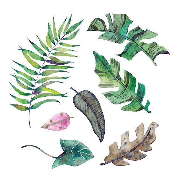 Photo watercolor drawing of bright tropical leaves all elements are isolated on a white background