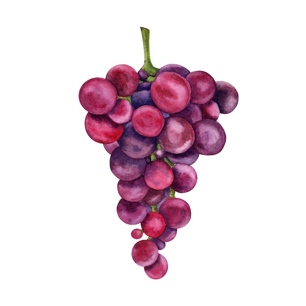 A watercolor drawing of a bunch of grapes