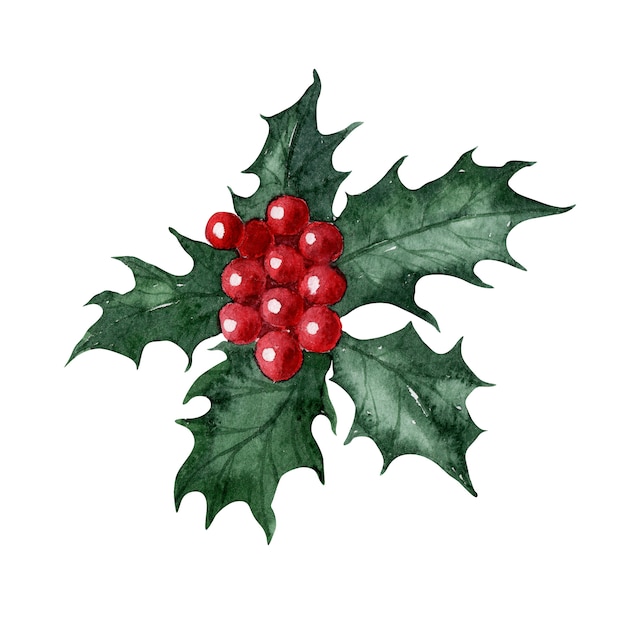 Watercolor drawing Christmas flower Holly