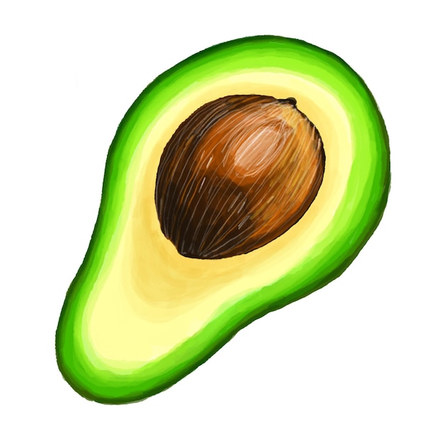Watercolor and drawing for fresh Avocado on white background Digital painting of fruits and vegetables illustration Regional Foods Concept