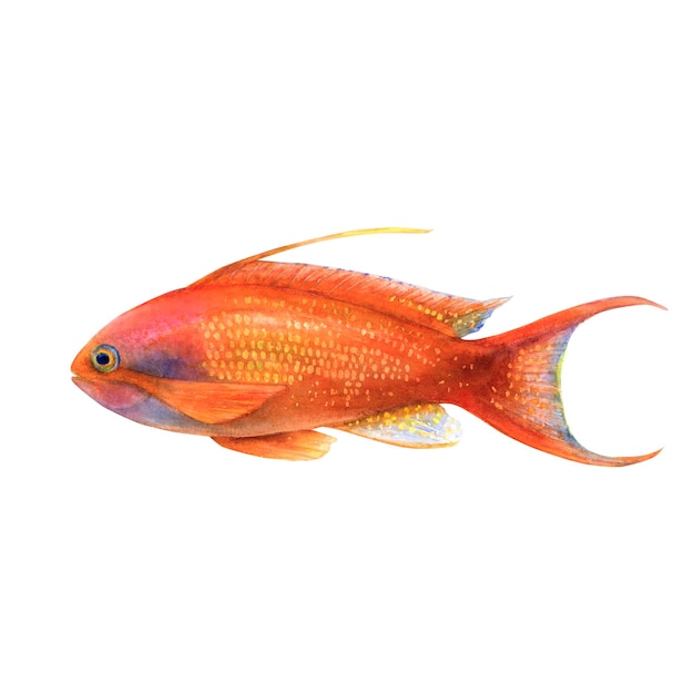 흰색 배경에 황금 안티아스 물고기의 수채화 그림 그림 스티커 로고 포스터를 위해 현실적으로 수중 그림을 그렸습니다.