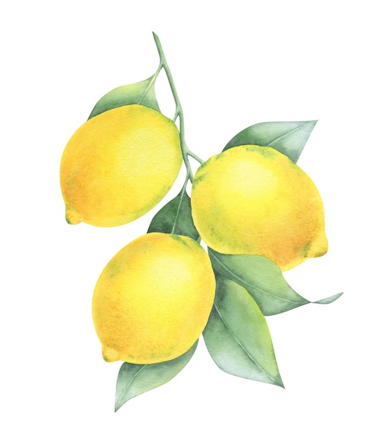 watercolor drawing of lemons hanging on a branch