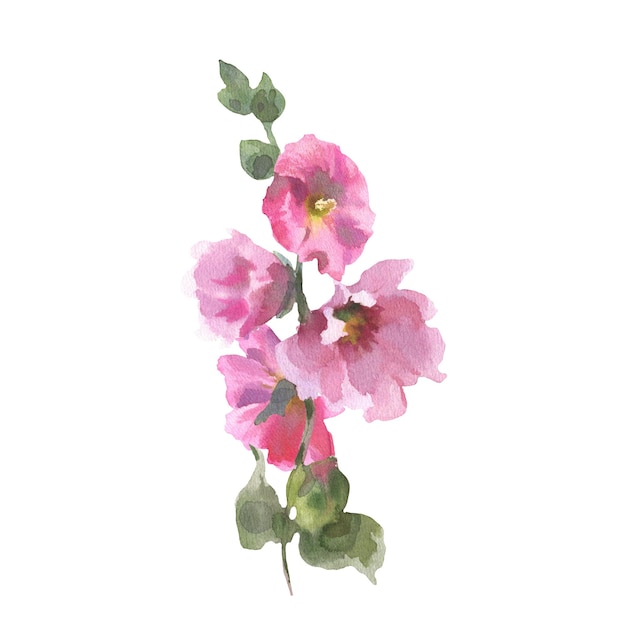 수채화 그림 말로우 꽃 말로우 실베스트리스 손으로 그린 꽃 일러스트레이션 색에 고립