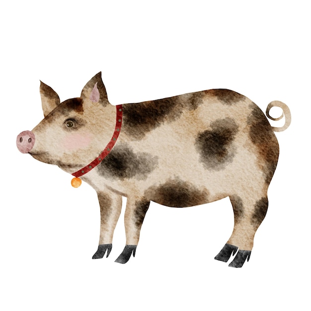 watercolor drawing of a multicolored cute pig isolate vintage pig with medallion on white background