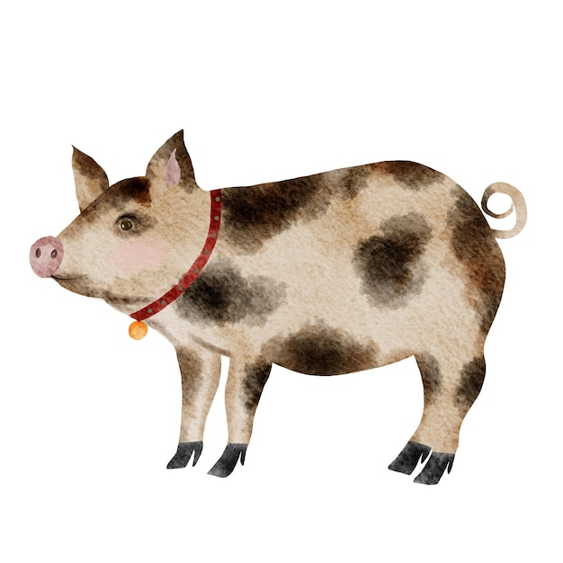 Watercolor drawing of a multicolored cute pig isolate vintage pig with medallion on white background