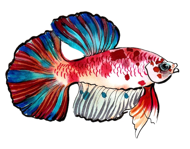 A watercolor drawing of a red and blue fish with a blue tail.