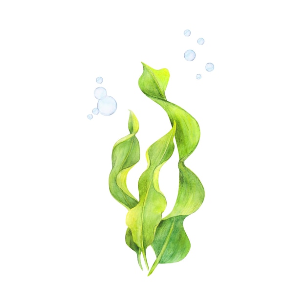 Watercolor drawing of ribbon algae wobbling underwater and air bubbles on white background Ideal or illustration stickers logo background