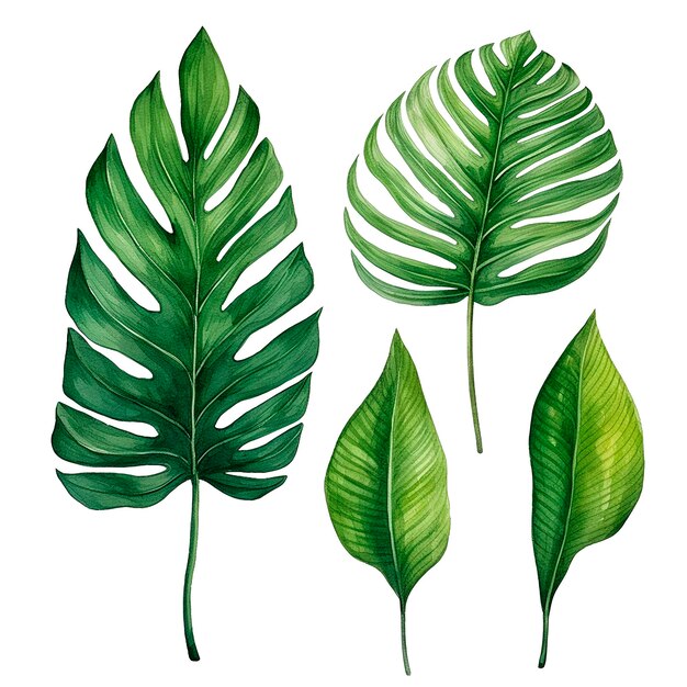 Photo watercolor drawing set of tropical palm leaves monstera tropical forests clipart
