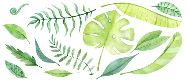 Photo a watercolor drawing of tropical leaves