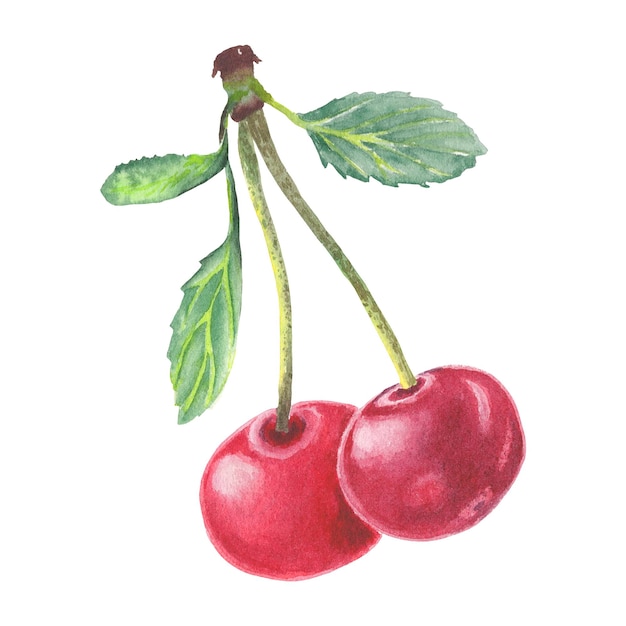 Photo watercolor drawing of two cherries with the leaves on them in botanical style. fruit illustration