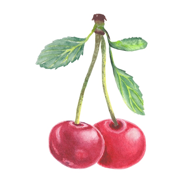 Watercolor drawing of two cherries with the leaves on them in botanical style. Fruit illustration