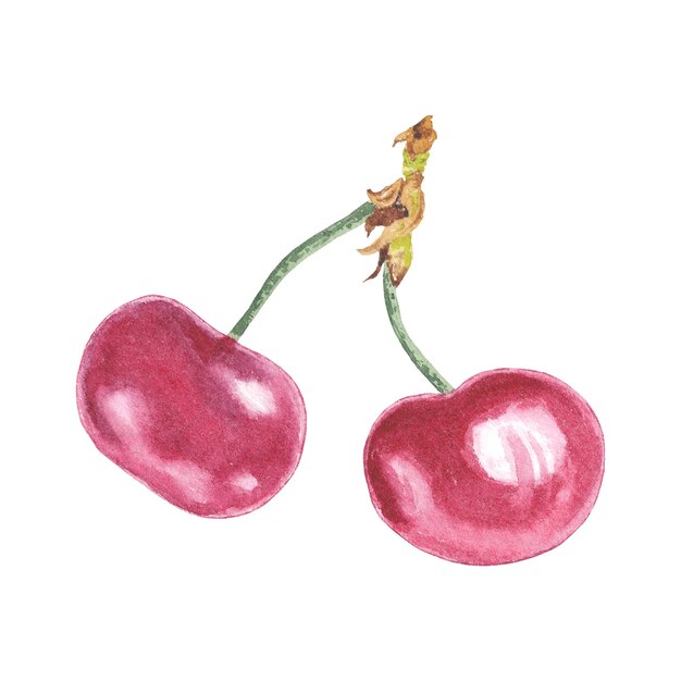 Watercolor drawing of two cherries with the leaves on them in botanical style. Fruit illustration