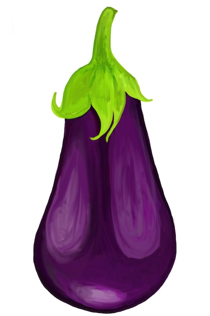 Watercolor and drawing for violet Eggplant isolated on white background Digital painting fruits