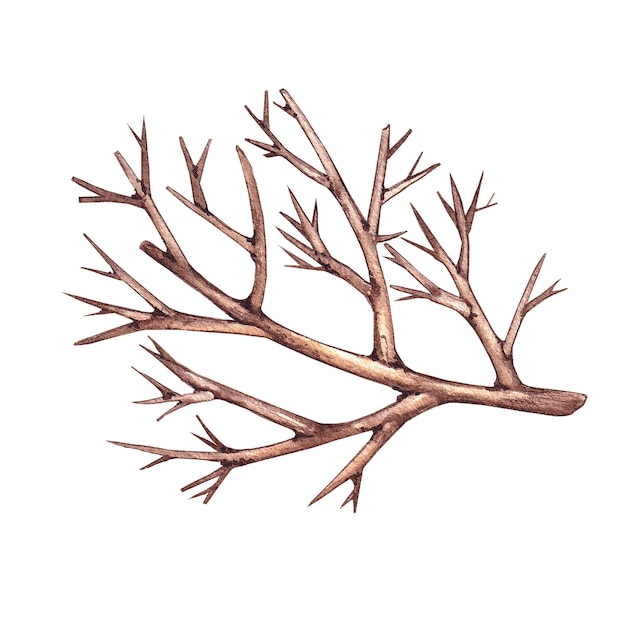 Watercolor dry tree branch on white background