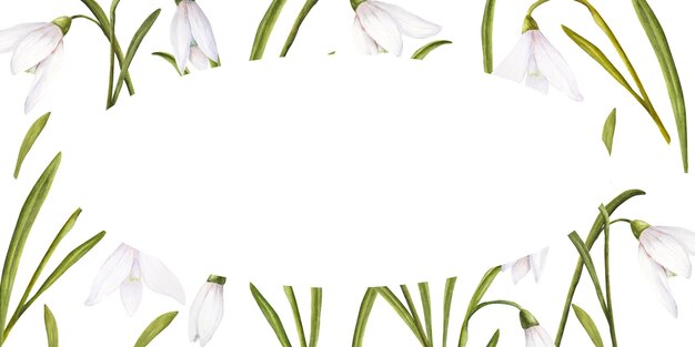 Watercolor easter illustration of bouquet of snowdrops horizontal ellipse frame on white background