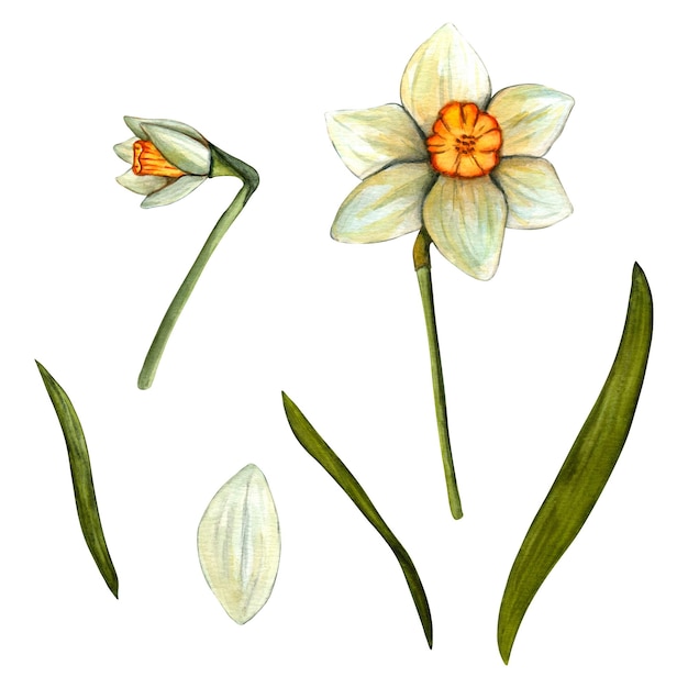 꽃 수선화와 수채화 부활절 장식을 위해 흰색 배경에 봄 손으로 그린 그림